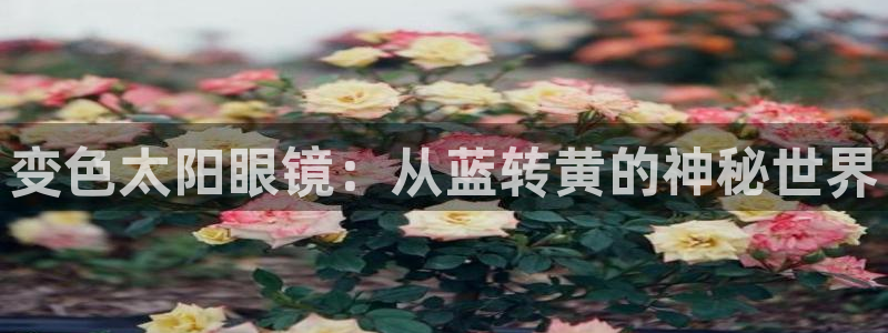 新宝5后